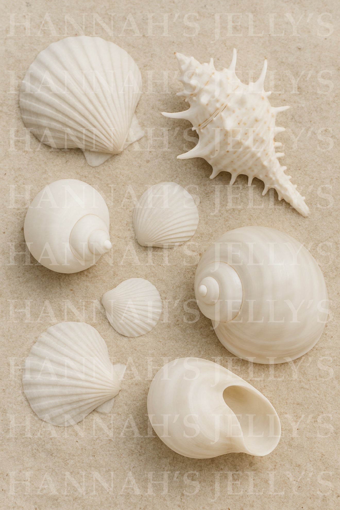 Seashells Print